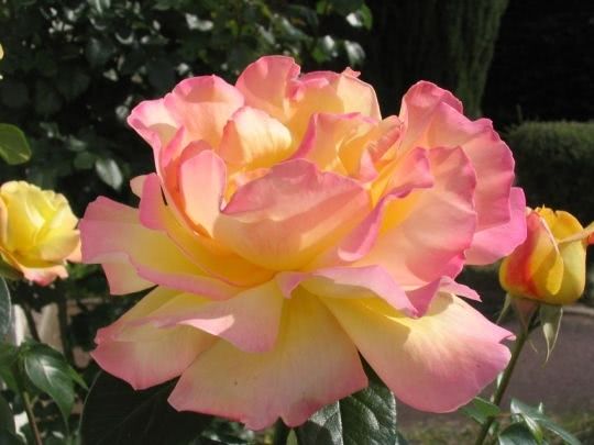 rose fleur jardin 91 quincy 862746