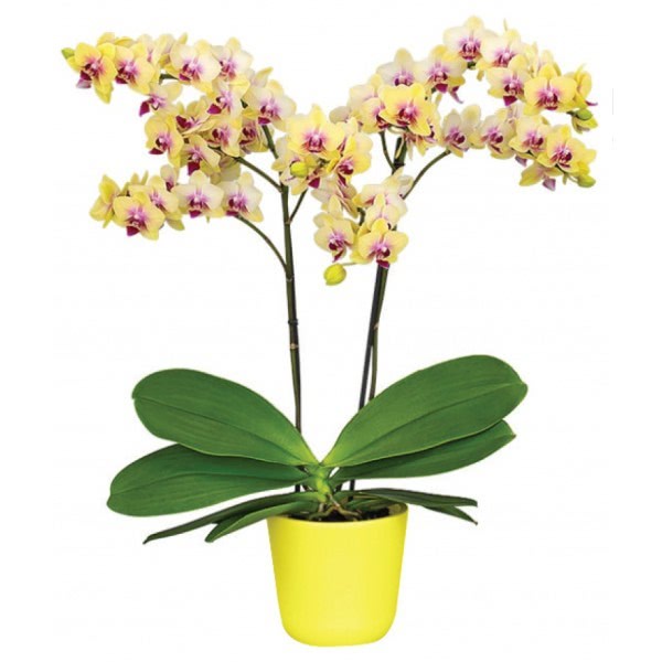 a2656 4sp _phalaenopsis_ _multiflora_orchid_ _spunky sm