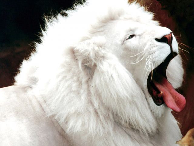 Lion_white 001