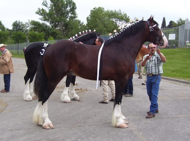 escorte ieftine brasov