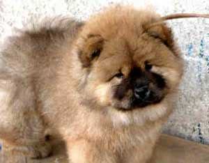 chow chow 0047