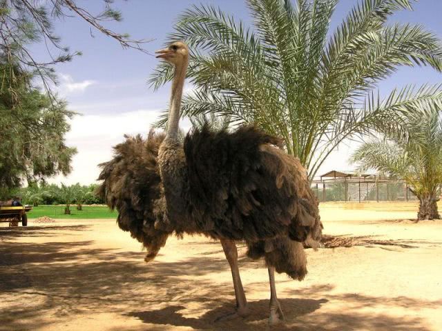 35 Ostrich